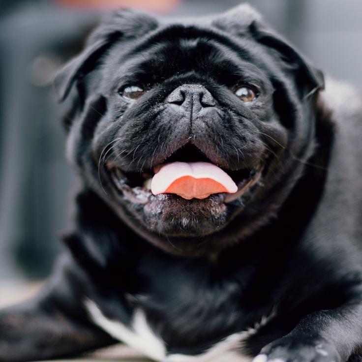 Portrait of Nova Chen, group coordinator and fusion cooking expert